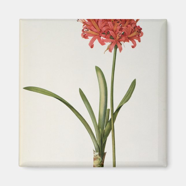 Amaryllis Curvifolia, 1809, aus `Les Magnet (Vorne)