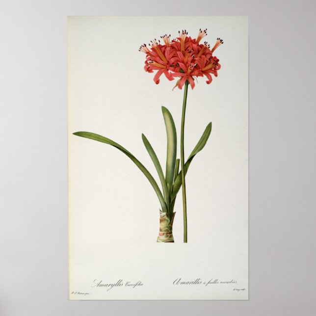 Amaryllis Curvifolia, 1809, aus `Les Poster (Vorne)