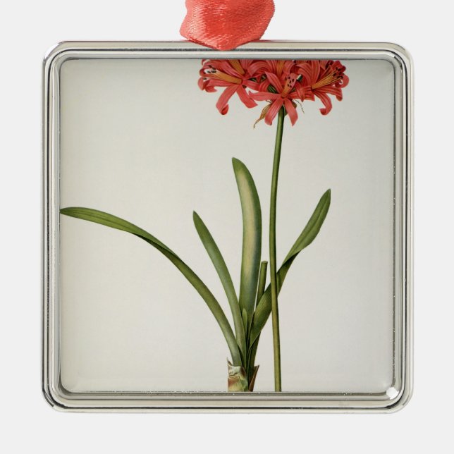 Amaryllis Curvifolia, 1809, vom ` Les Ornament Aus Metall (Vorne)