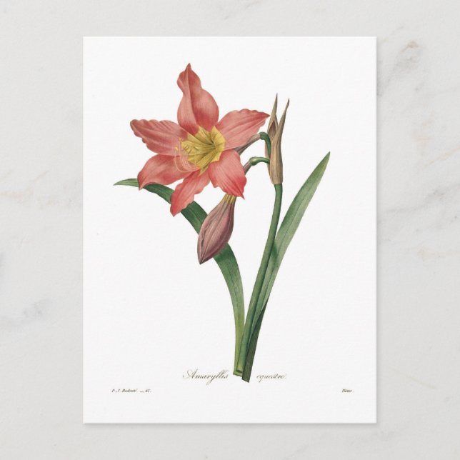 Amaryllis equestris postkarte (Vorderseite)