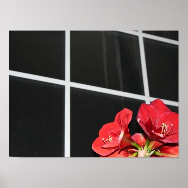 Amaryllis, Fensterscheibe, Weihnachtsfeier, Blume, Poster (Vorne)