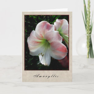 Amaryllis - Floral Series Karte