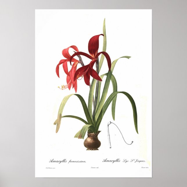 Amaryllis formosissima poster (Vorne)