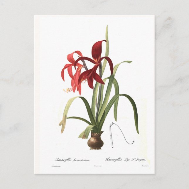 Amaryllis formosissima postkarte (Vorderseite)