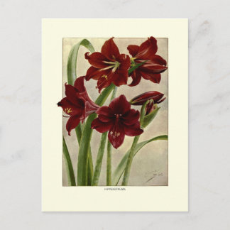 Amaryllis (Hippeastrums) Postkarte