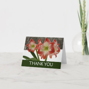Amaryllis im roten Schnee Feiertags-Winterfloristi Dankeskarte