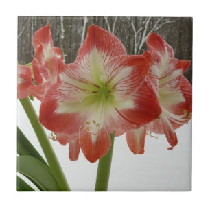 Amaryllis im roten Schnee Feiertags-Winterfloristi Fliese