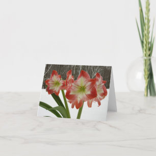 Amaryllis im roten Schnee - Weihnachtsfloristik im Feiertagskarte