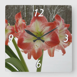 Amaryllis im roten Schnee - Weihnachtsfloristik Quadratische Wanduhr