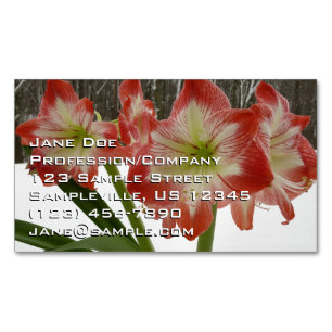 Amaryllis im Schnee Rote Feiertags-Winterblumen Magnetische Visitenkarte