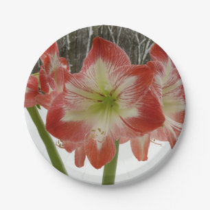 Amaryllis im Schnee Rote Feiertags-Winterblumen Pappteller