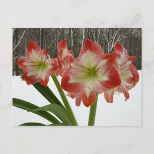 Amaryllis im schneeroten Urlaub Winterflora Feiertagspostkarte