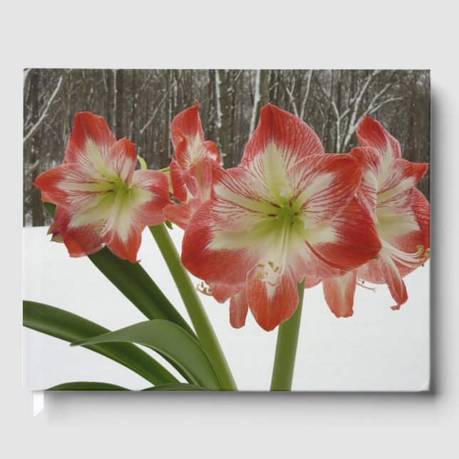 Amaryllis im schneeroten Urlaub Winterflora Gästebuch (Vorderseite)