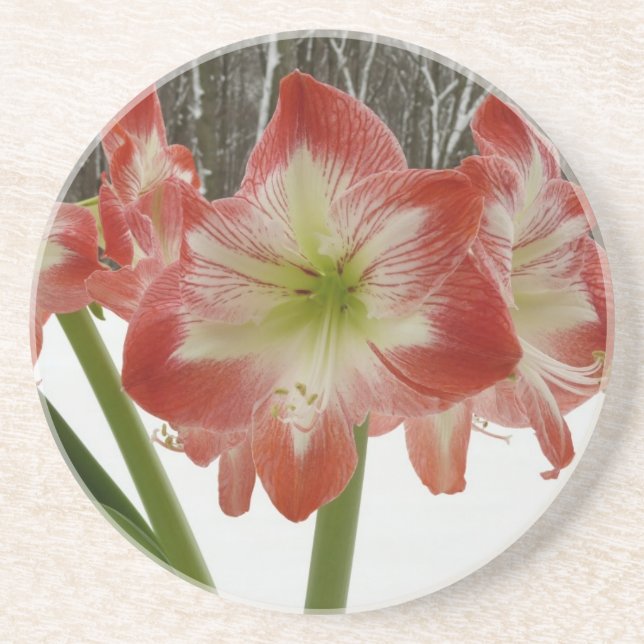 Amaryllis im schneeroten Urlaub Winterflora Getränkeuntersetzer (Vorne)