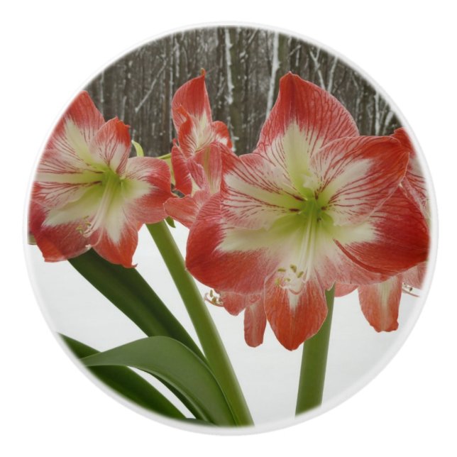 Amaryllis im schneeroten Urlaub Winterflora Keramikknauf (Vorderseite)