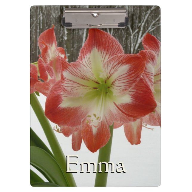 Amaryllis im schneeroten Urlaub Winterflora Klemmbrett (Vorderseite)
