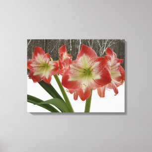 Amaryllis im schneeroten Urlaub Winterflora Leinwanddruck