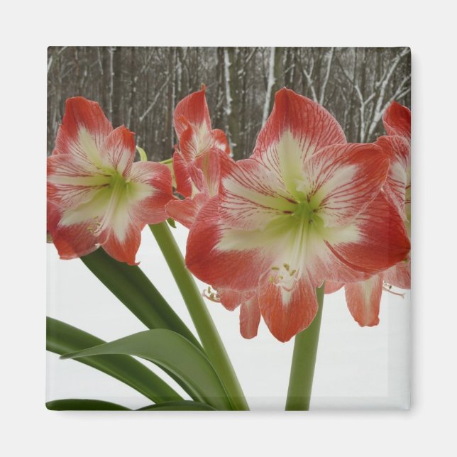 Amaryllis im schneeroten Urlaub Winterflora Magnet (Vorne)