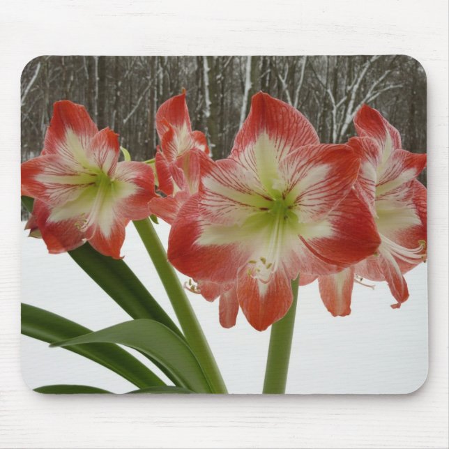 Amaryllis im schneeroten Urlaub Winterflora Mousepad (Vorne)