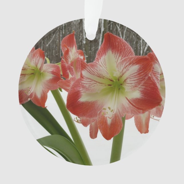 Amaryllis im schneeroten Urlaub Winterflora Ornament (Vorderseite)