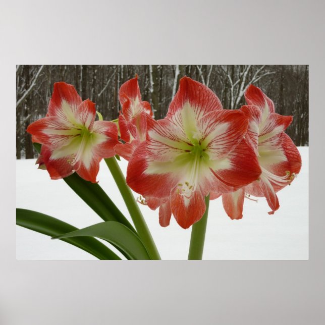 Amaryllis im schneeroten Urlaub Winterflora Poster (Vorne)