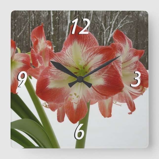 Amaryllis im schneeroten Urlaub Winterflora Quadratische Wanduhr (Vorderseite)
