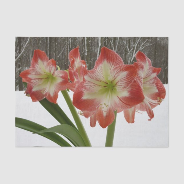 Amaryllis im schneeroten Urlaub Winterflora Seidenpapier (Vorderseite)
