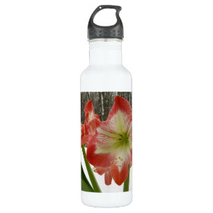Amaryllis im schneeroten Urlaub Winterflora Trinkflasche