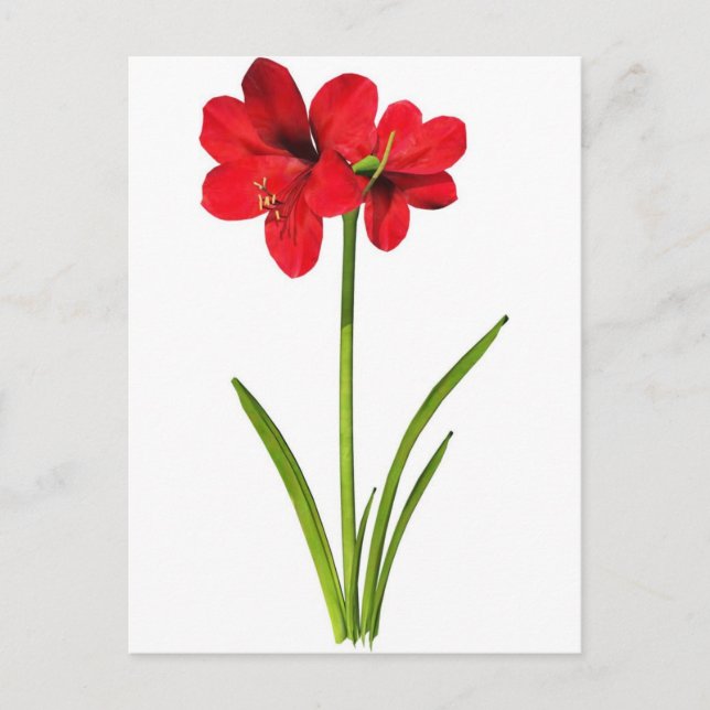 Amaryllis in rot postkarte (Vorderseite)