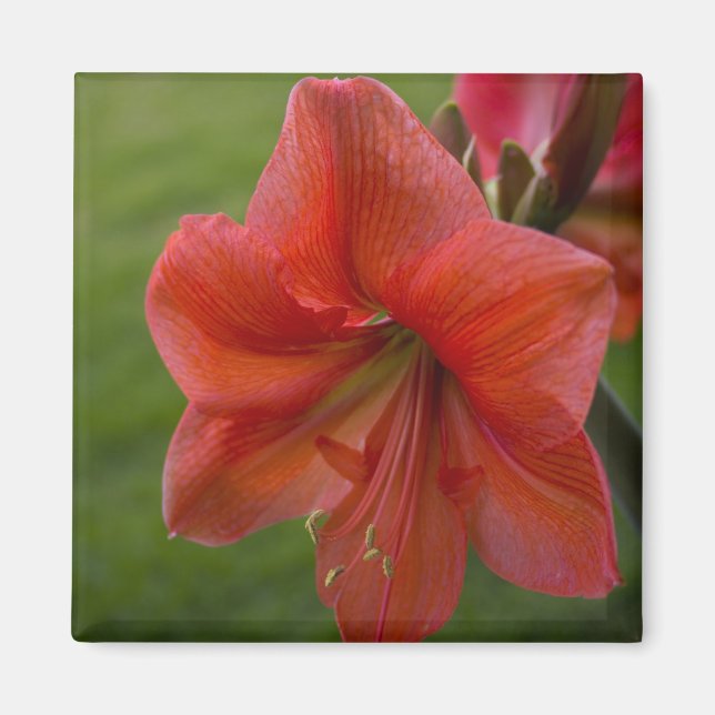 Amaryllis Magnet (Vorne)