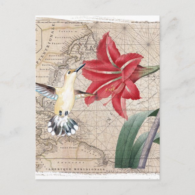 Amaryllis Mao Hummer Postkarte (Vorderseite)