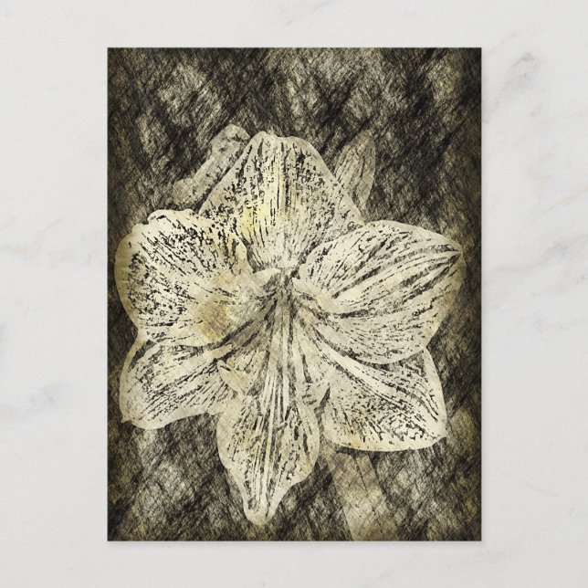 Amaryllis Old Time Sketch Postkarte (Vorderseite)