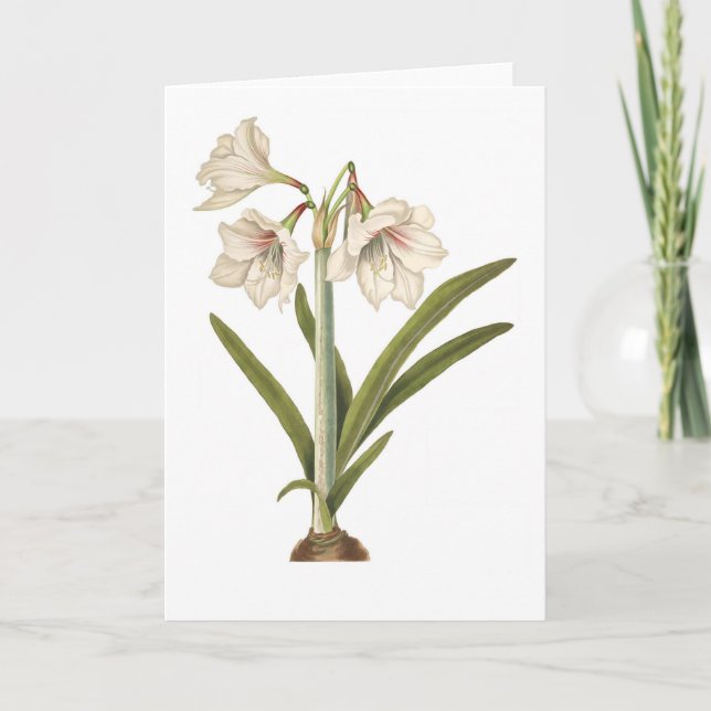 Amaryllis picta karte (Vorderseite)