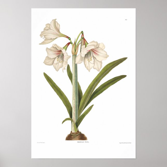 Amaryllis picta poster (Vorne)