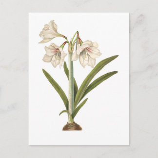 Amaryllis picta postkarte