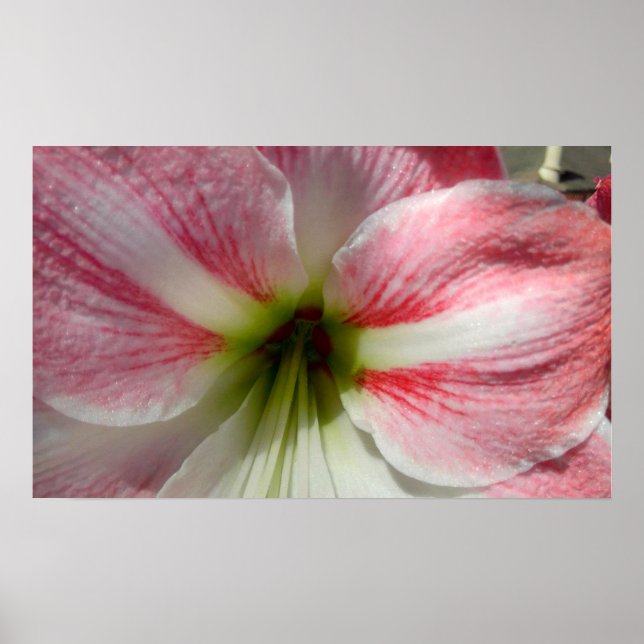 Amaryllis Poster (Vorne)