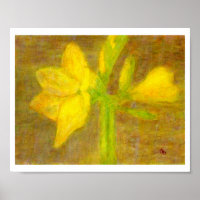 Amaryllis