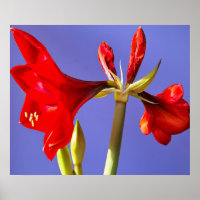 Amaryllis