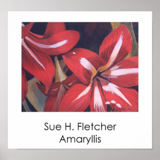 Amaryllis Poster