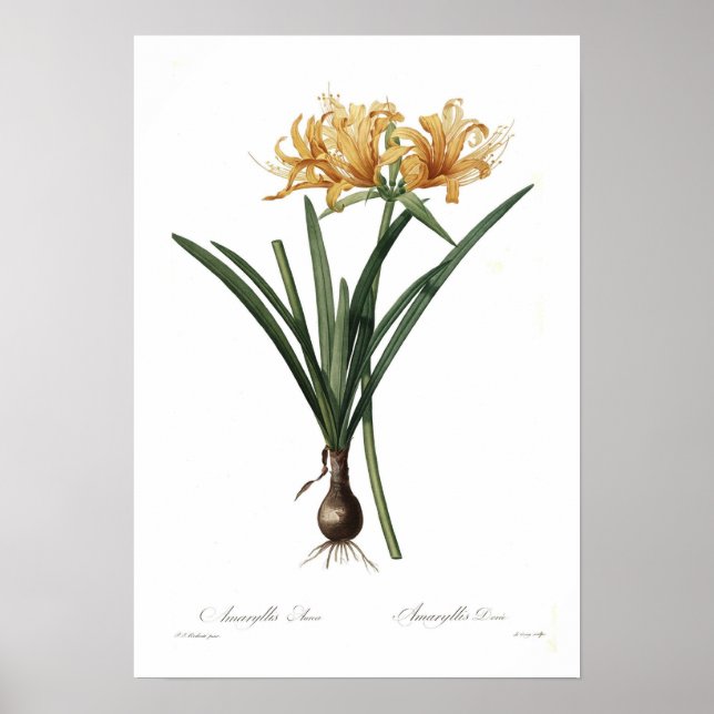 Amaryllis Poster (Vorne)