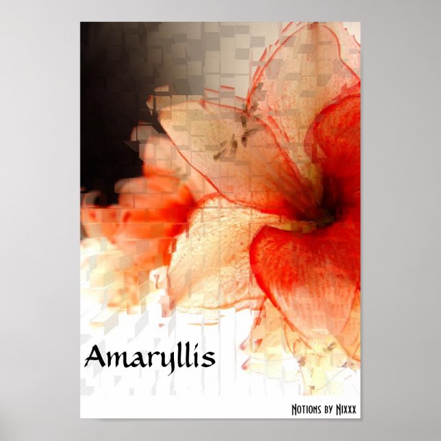 Amaryllis Poster (Vorne)