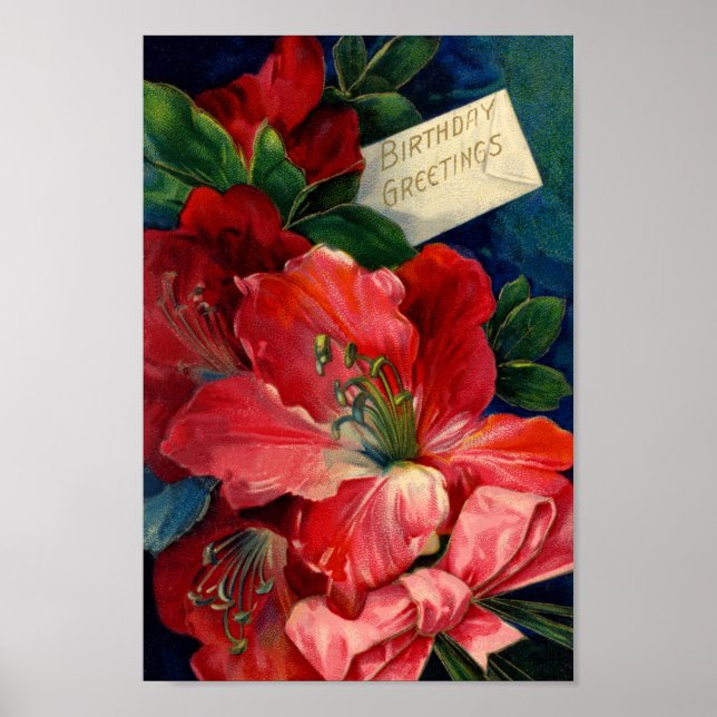 Amaryllis Poster (Vorne)
