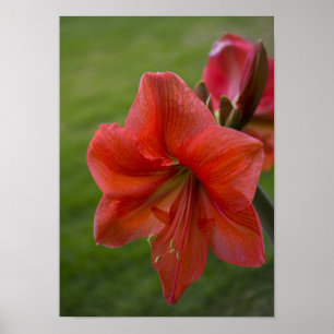 Amaryllis Poster