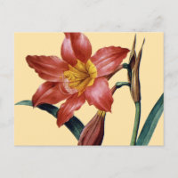 Amaryllis