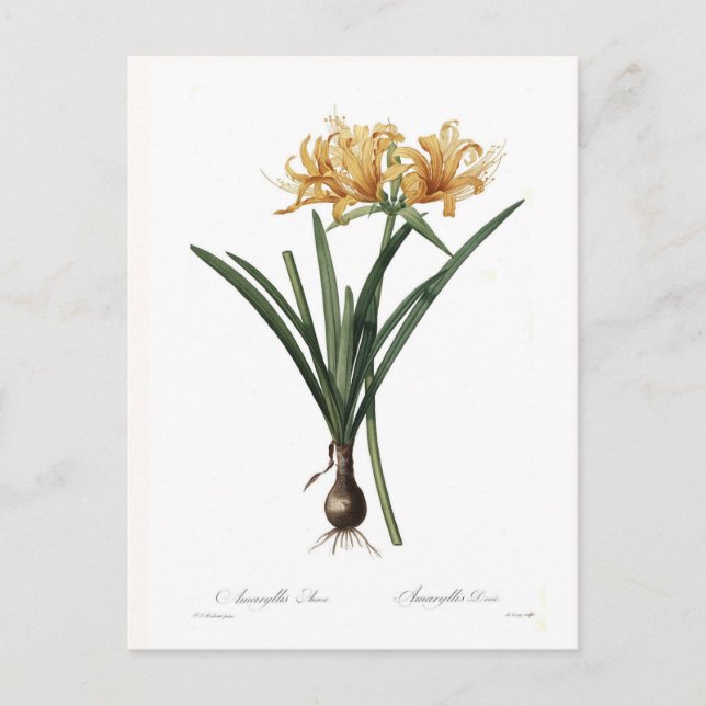 Amaryllis Postkarte (Vorderseite)