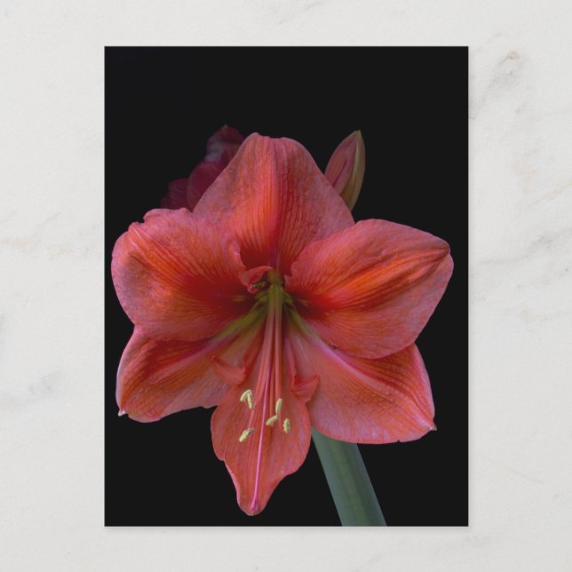 Amaryllis Postkarte (Vorderseite)