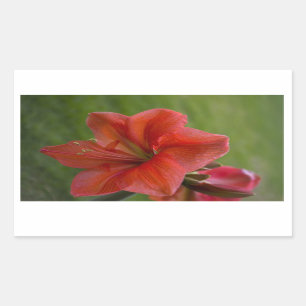 Amaryllis Rechteckiger Aufkleber