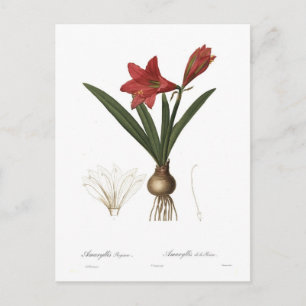 Amaryllis reginae postkarte