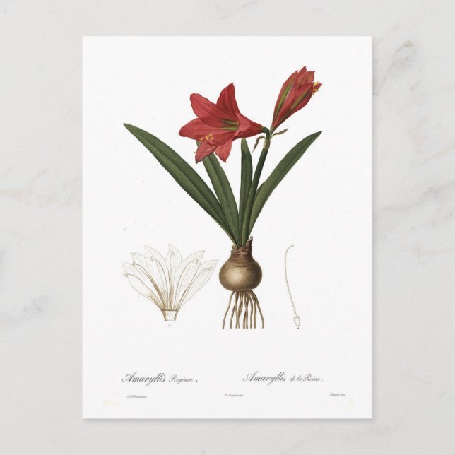 Amaryllis reginae postkarte (Vorderseite)