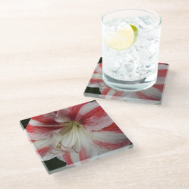 Amaryllis, rot und weiß gestrichen glasuntersetzer